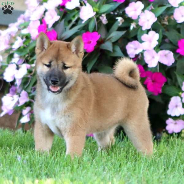 Blake, Shiba Inu Puppy
