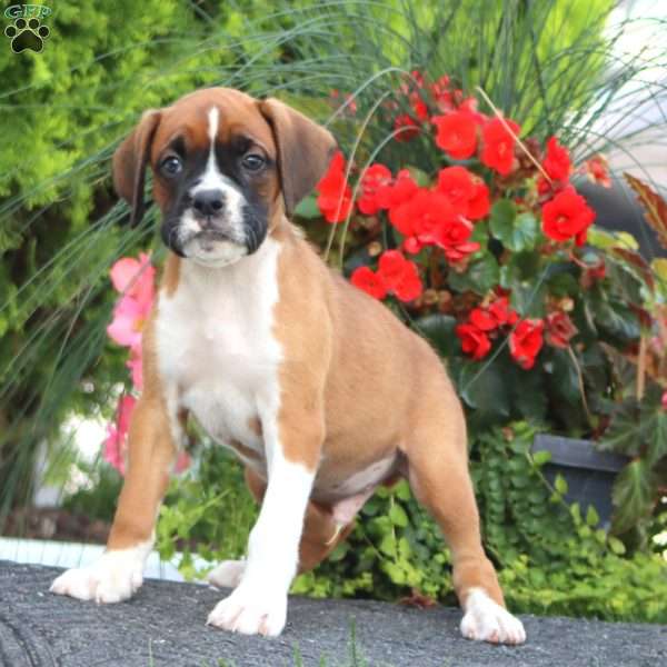Blake, Boxer Puppy