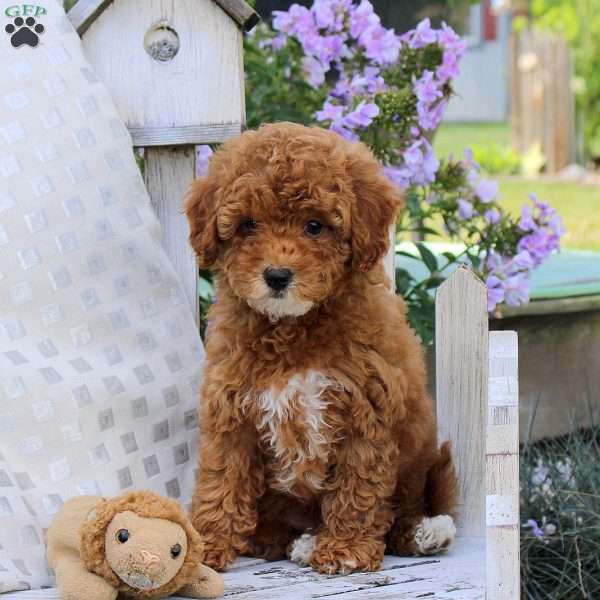 Blessing, Miniature Poodle Puppy