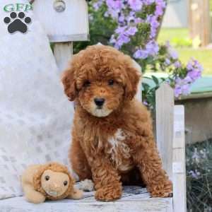 Blessing, Miniature Poodle Puppy