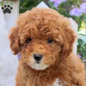 Blessing, Miniature Poodle Puppy