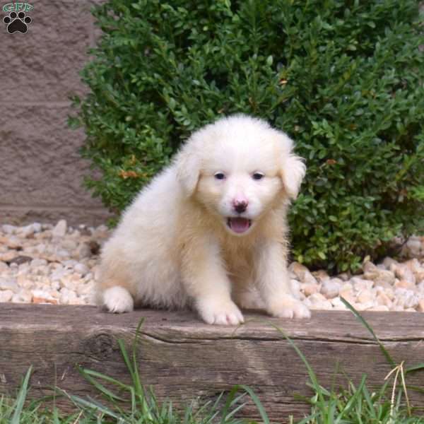 Blizzard, Great Pyrenees Puppy