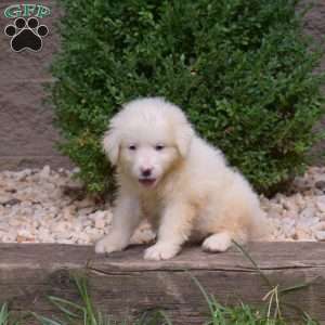 Blizzard, Great Pyrenees Puppy