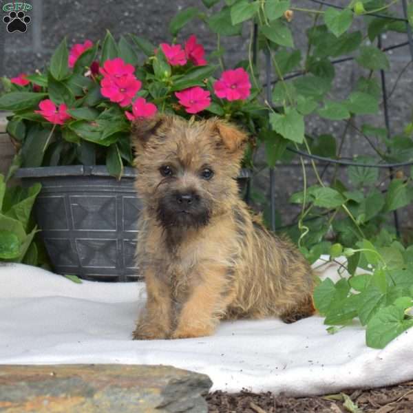 Blossom, Cairn Terrier Puppy