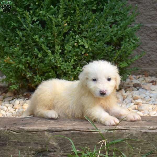Blossom, Great Pyrenees Puppy