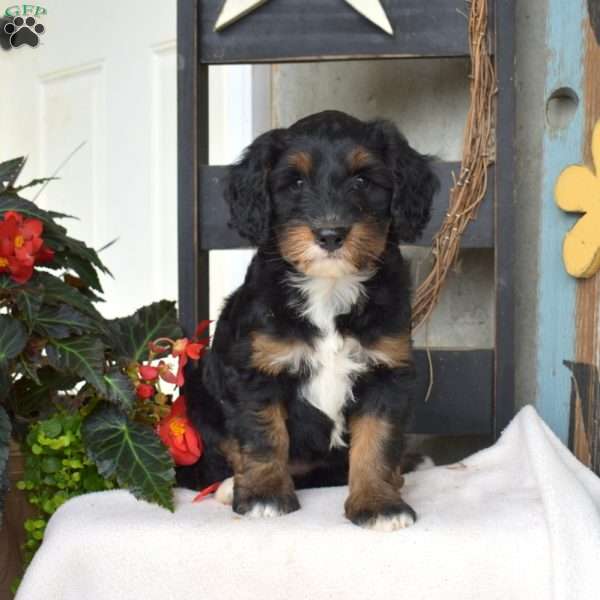 Blossom, Mini Bernedoodle Puppy