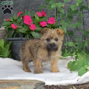 Blossom, Cairn Terrier Puppy