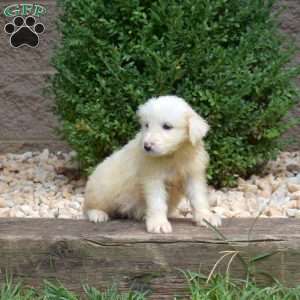 Blossom, Great Pyrenees Puppy