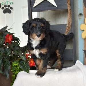 Blossom, Mini Bernedoodle Puppy