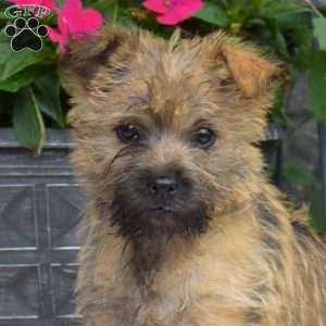 Blossom, Cairn Terrier Puppy