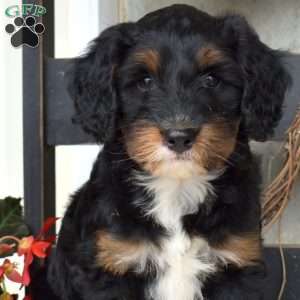 Blossom, Mini Bernedoodle Puppy