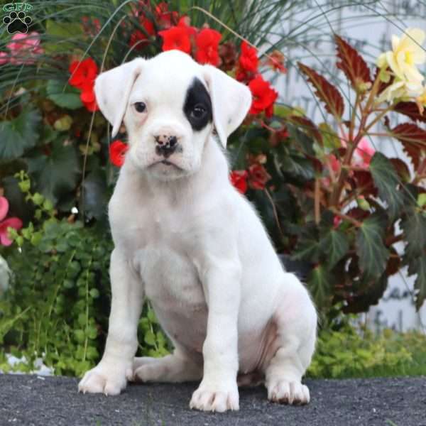 Blossom, Boxer Puppy