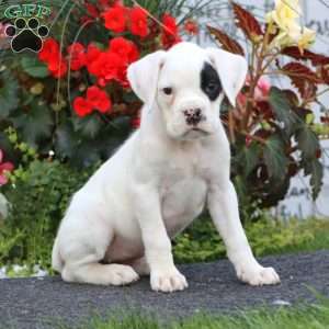 Blossom, Boxer Puppy
