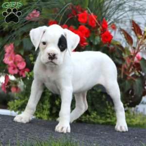 Blossom, Boxer Puppy