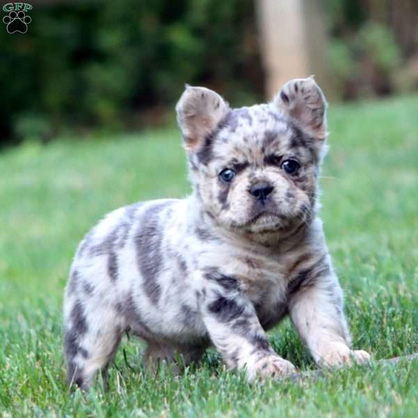 Blush, French Bulldog Puppy