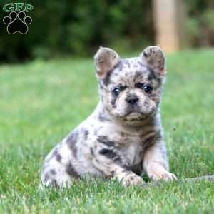 Blush, French Bulldog Puppy