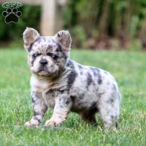 Blush, French Bulldog Puppy