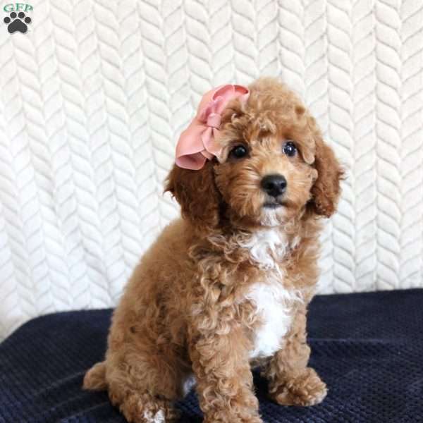 Bonnie, Miniature Poodle Puppy