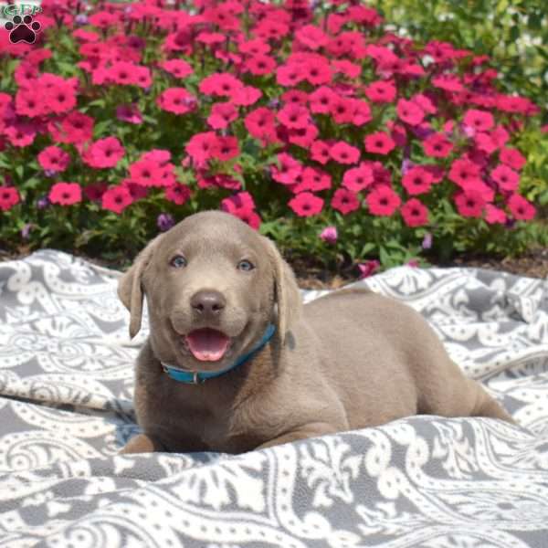 Boomer, Silver Labrador Retriever Puppy