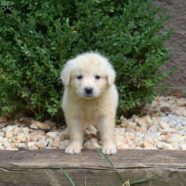 Boomer, Great Pyrenees Puppy