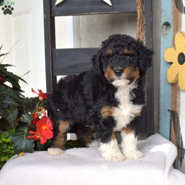 Boomer, Mini Bernedoodle Puppy