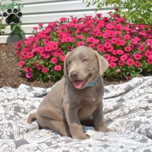Boomer, Silver Labrador Retriever Puppy