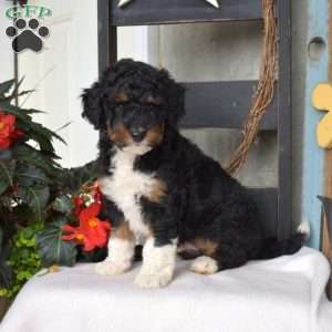 Boomer, Mini Bernedoodle Puppy