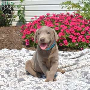 Boomer, Silver Labrador Retriever Puppy