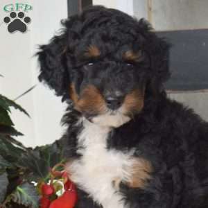 Boomer, Mini Bernedoodle Puppy