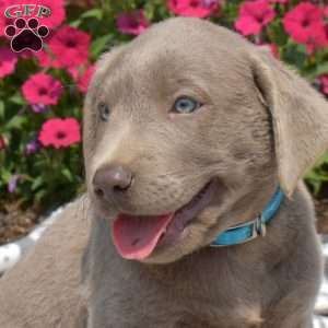 Boomer, Silver Labrador Retriever Puppy