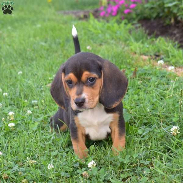 Bouncer, Beagle Puppy