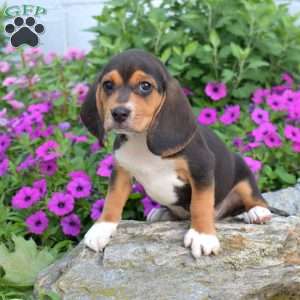 Bouncer, Beagle Puppy