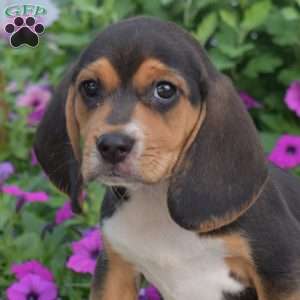 Bouncer, Beagle Puppy