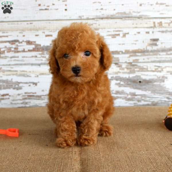 Bouncer, Toy Poodle Puppy