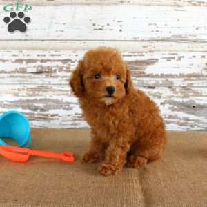 Bouncer, Toy Poodle Puppy