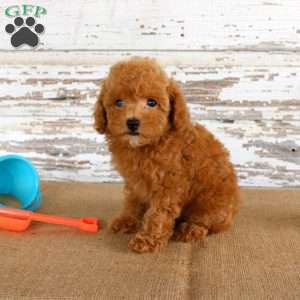 Bouncer, Toy Poodle Puppy