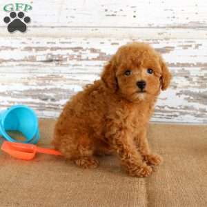 Bouncer, Toy Poodle Puppy