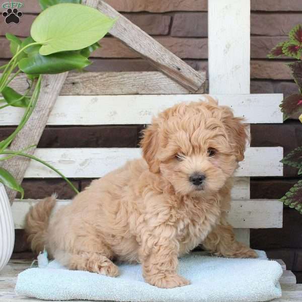 Bowser, Toy Poodle Mix Puppy