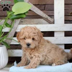 Bowser, Toy Poodle Mix Puppy