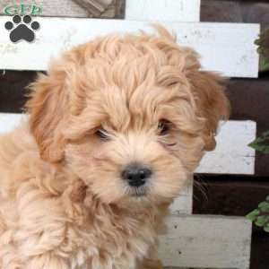 Bowser, Toy Poodle Mix Puppy