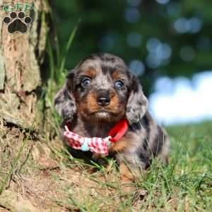 Boysenberry, Dachshund Puppy