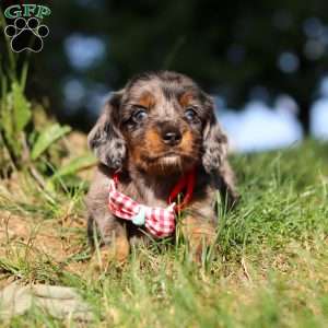 Boysenberry, Dachshund Puppy