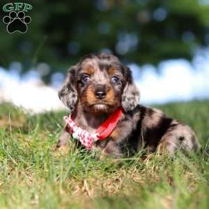 Boysenberry, Dachshund Puppy