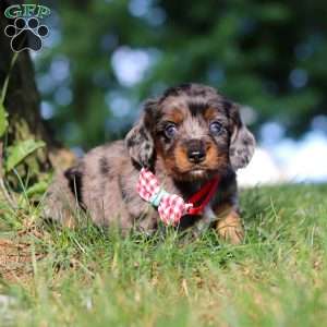Boysenberry, Dachshund Puppy