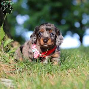 Boysenberry, Dachshund Puppy
