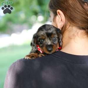 Boysenberry, Dachshund Puppy