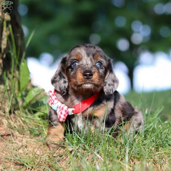 Boysenberry, Dachshund Puppy