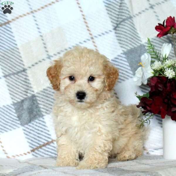 Brandon, Bich-Poo Puppy