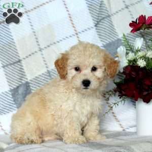 Brandon, Bich-Poo Puppy
