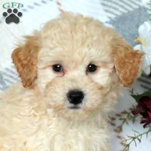 Brandon, Bich-Poo Puppy